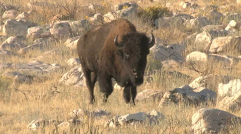 American Bison Stock Footage 30650478