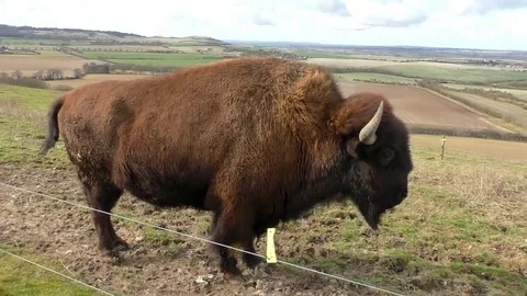 American Bison Stock Footage 77576026