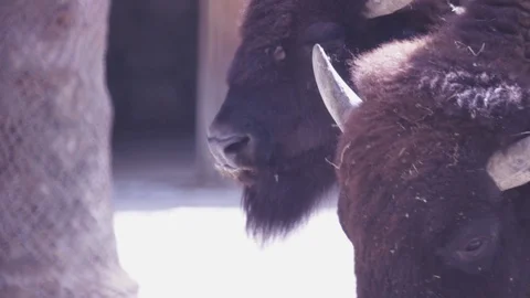 American Bison Video stock 110989463
