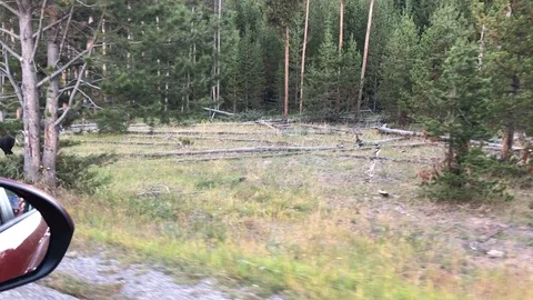 American bison Stock Footage 115785721