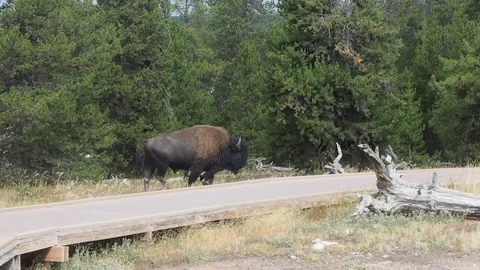 American bison Stock Footage 115786871