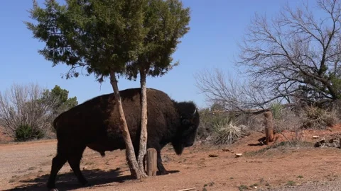 American Bison Stock Footage 152784072