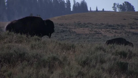 American Bison Grazing in Field Stock Footage 86755585