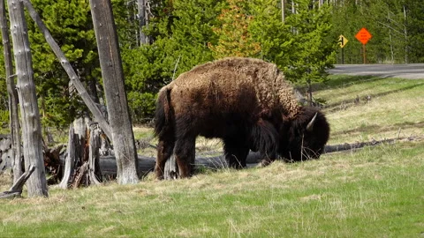 American Bison Grazing 스톡 동영상 131490091