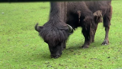 American bison grazing on green grass field Stock Footage 339368019