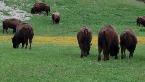 American bison grazing in a spring meadow. Wild animals close-up Stock Footage 239114028