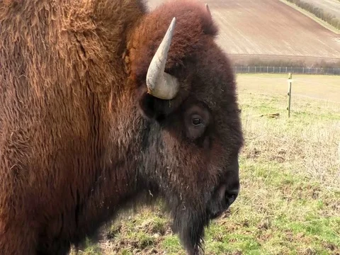 American Bison head Stock Footage 77576040