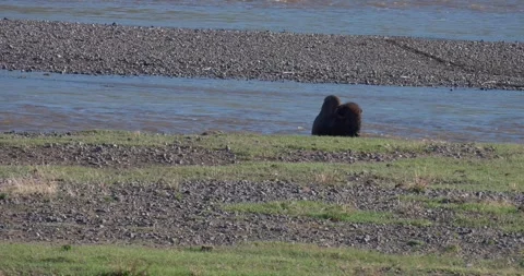 American bison herd emerging from fast flowing river in North America Stock Footage 341675946