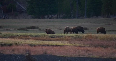 American bison herd in glowing sunset valley of North America Stock Footage 341675916