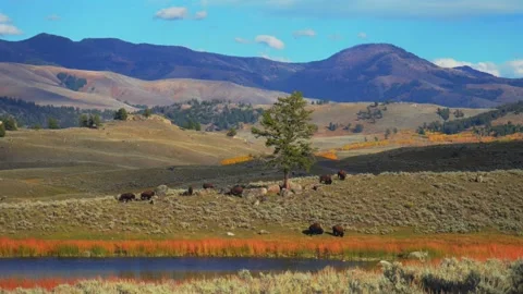 American bison herd grazing in vast mountain valley landscape during autumn.. Stock Footage 337720468
