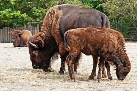 American bison herd Stock Photos