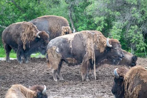 American Bison herd wallowing in mud at Africam Safari Puebla zoo park Photos