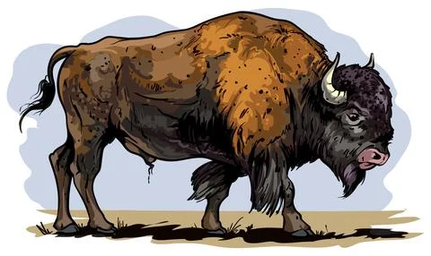 American bison Illustrazione stock