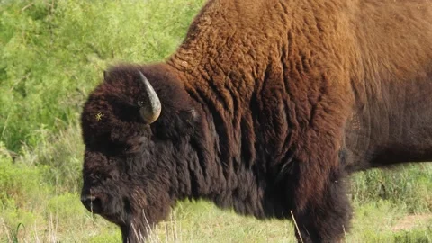 American bison with large green bug on its head, Texas buffalo Stock-Footage 246944315