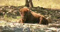 American Bison laying down HD HD Footage
