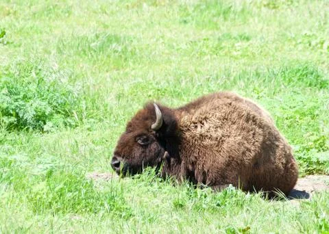 American Bison laying in green grass on a windy day. Stock Photos