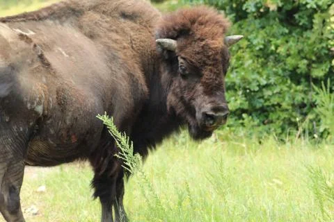 American bison looking at camera Foto stock