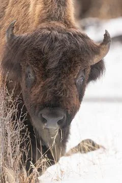 American Bison Looking Forward Through the Grass Stock Photos
