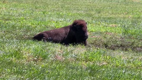 American Bison lying down in grass Vídeo Stock 345168073