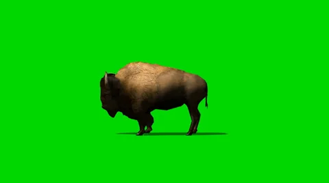 American Bison in motion - green screen footage 스톡 동영상 33627211
