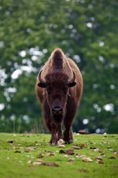 American bison Stock Photos