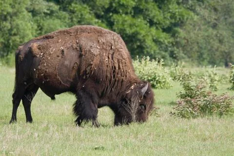 American bison Fotos de archivo