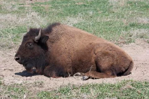 American bison Fotos de archivo