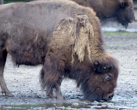 American bison Stock Photos
