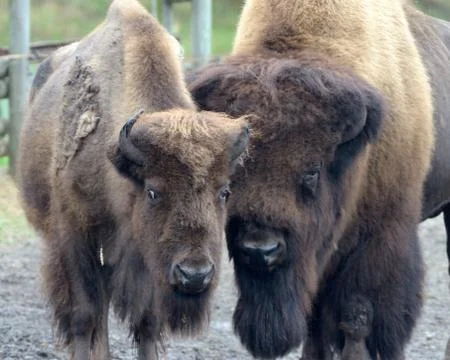 American bison Stock-Fotos