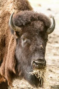American Bison Stock Photos