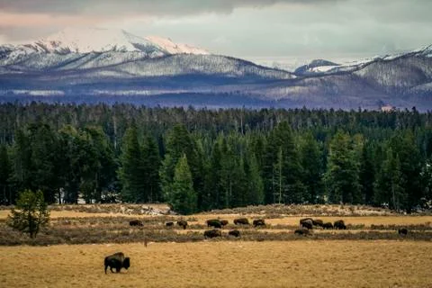 American Bison Stock Photos