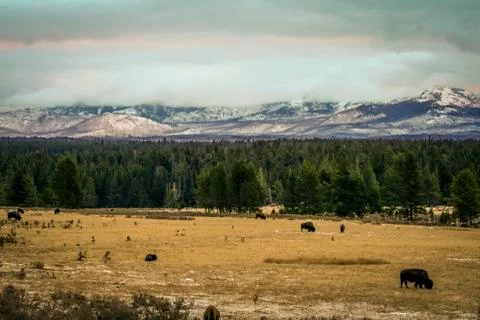 American Bison Stock Photos