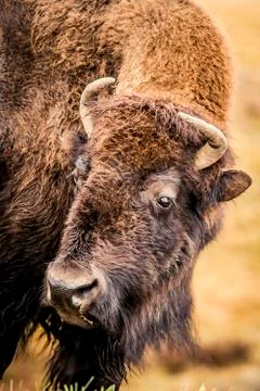 American Bison Stock Photos