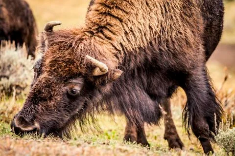 American Bison Stock Photos