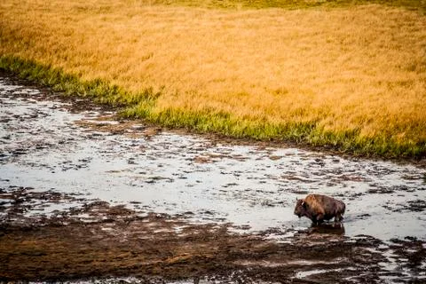 American Bison Stock Photos