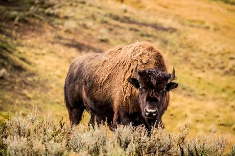 American Bison Stock Photos