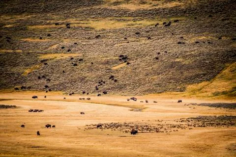 American Bison Stock Photos