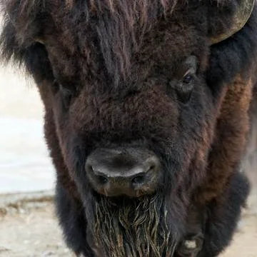 American bison Stock Photos