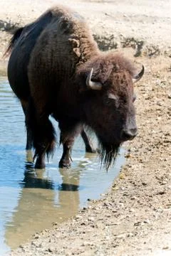 American bison Stock Photos