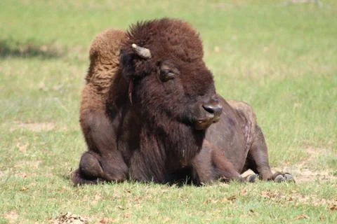 American bison Foto stock