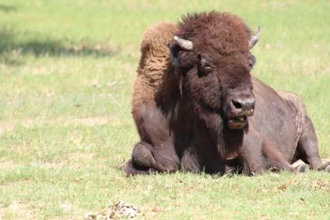 American bison Foto stock