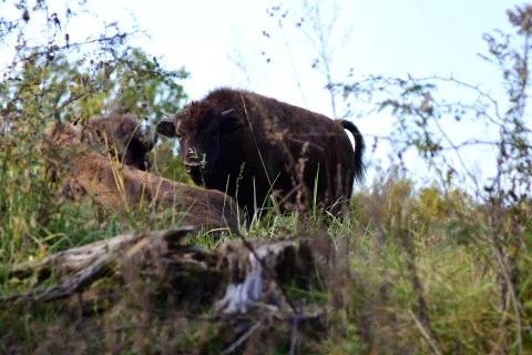 American Bison Stock-Fotos