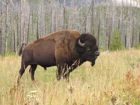 American Bison Stock Photos