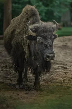American bison Stock Photos