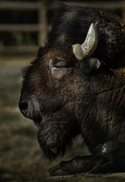 American bison Stock Photos