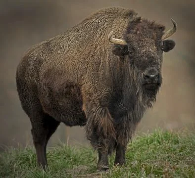 American Bison Stock Photos