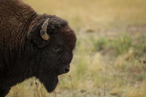 American Bison profile with copyspace Stock Photos
