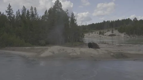American Bison Resting by Hot Spring, Yellowstone National Park Stock Footage 341573559
