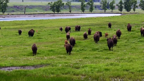 American bison running through a field Stock Footage 128205973