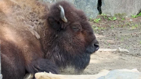 American bison seen from the side Stock Footage 242576016